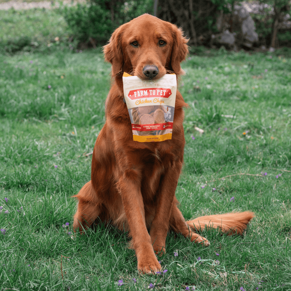 Chicken Chips for Dogs – All-Natural Single-Ingredient Treats