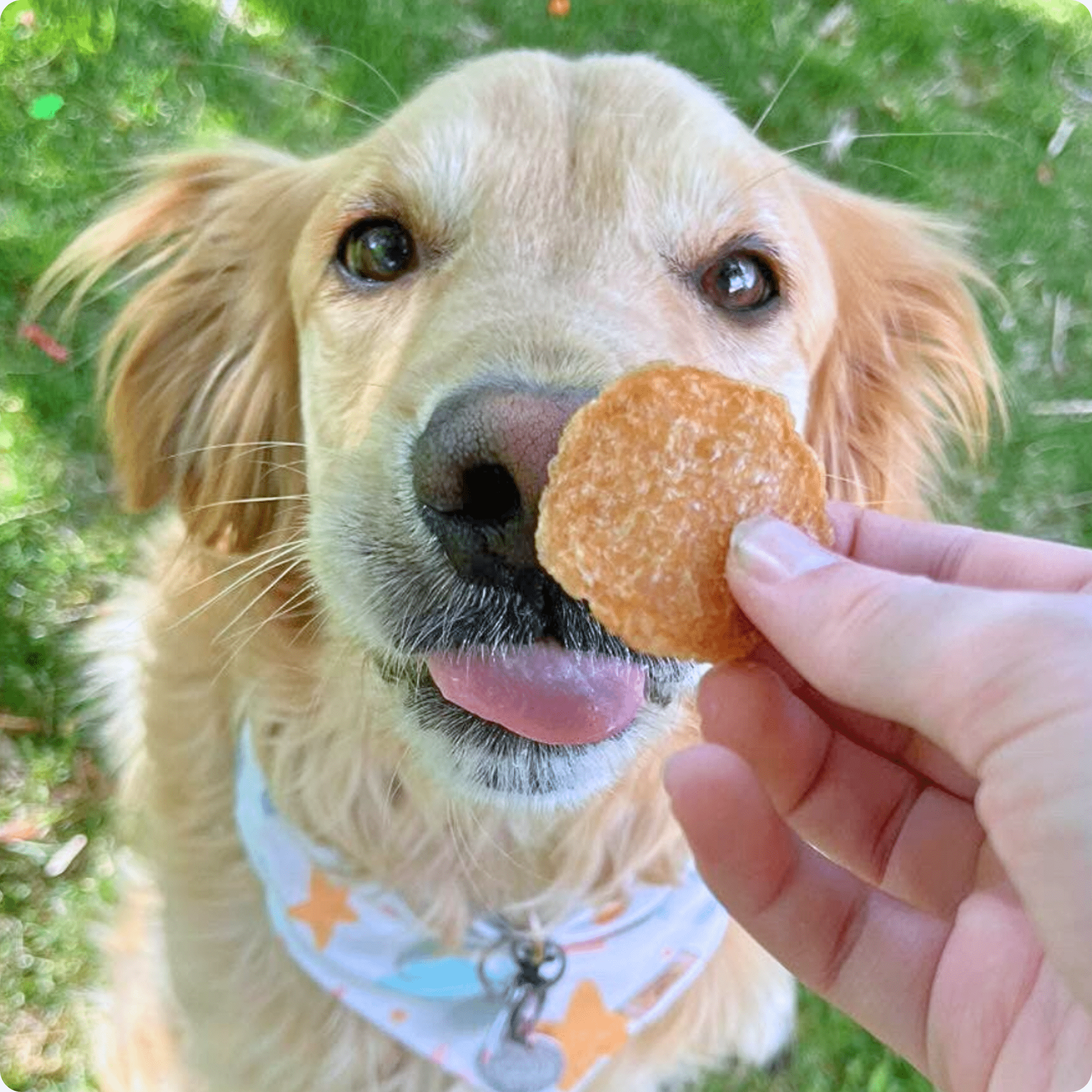 Chicken Chips for Dogs – All-Natural Single-Ingredient Treats