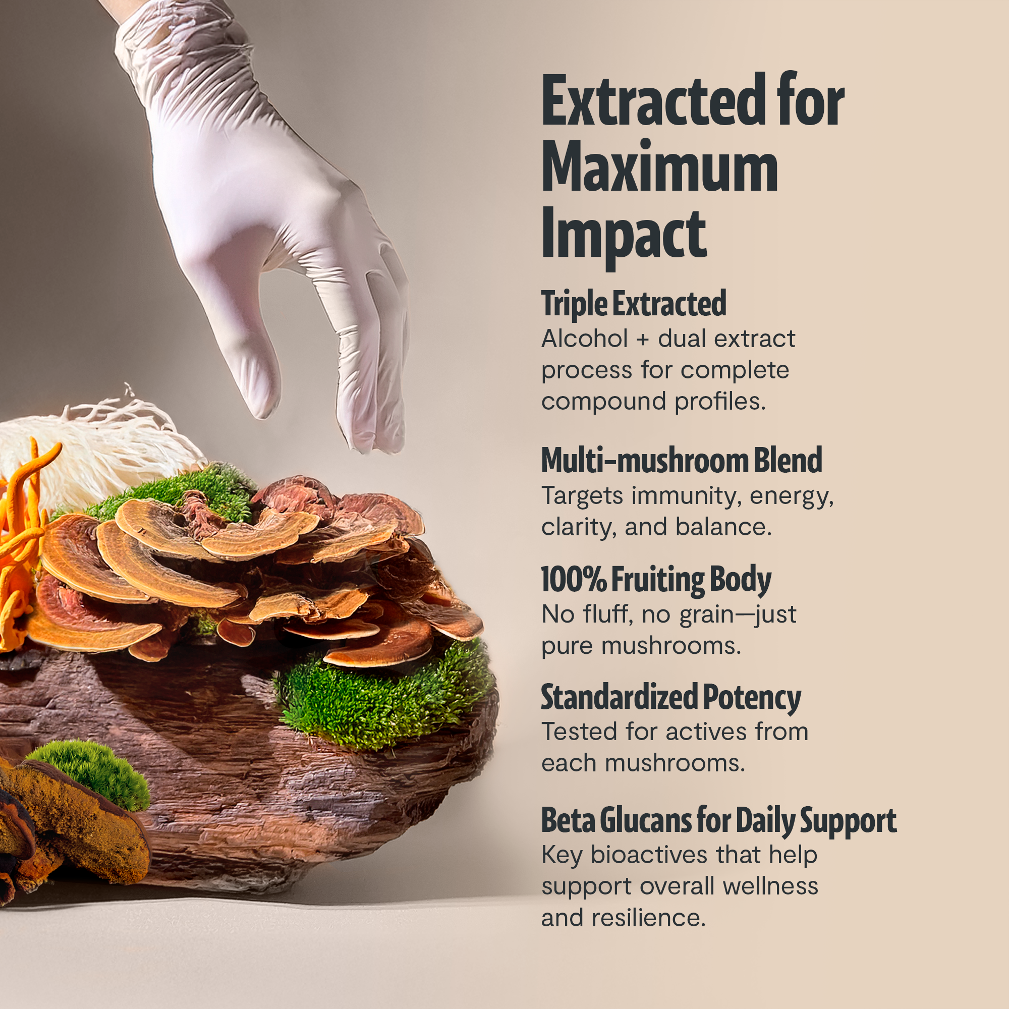 Organic Mushroom Extract Powder Blend – Daily Functional Mushroom Mix